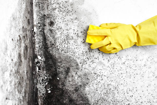 Trusted Georgetown, PA Mold Removal Experts