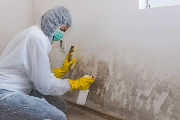 Best Residential Mold Removal  in Georgetown, PA