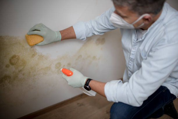 Best Crawl Space Mold Removal  in Georgetown, PA