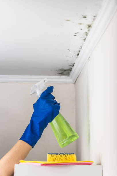 Best Fast Mold Removal  in Georgetown, PA