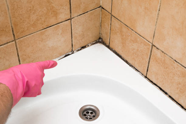 Best Mold Removal Company Near Me  in Georgetown, PA