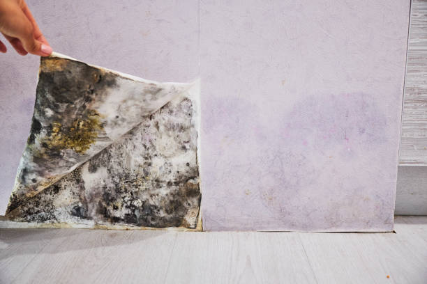 Best Emergency Mold Removal  in Georgetown, PA